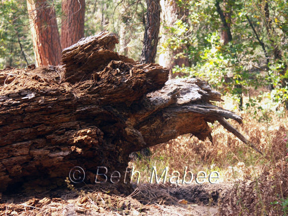 Dragon Stump photo