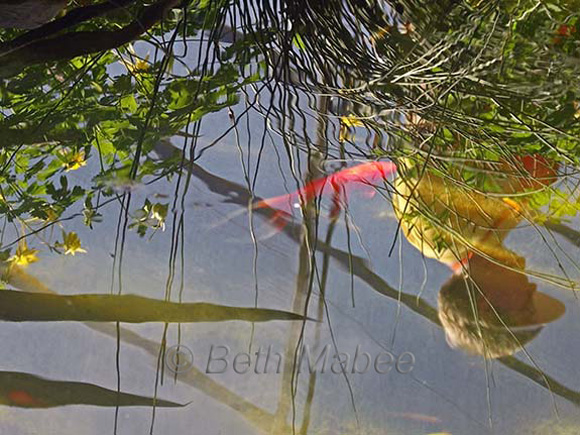 Fish Fantasy photo