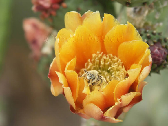 Pollen Season
